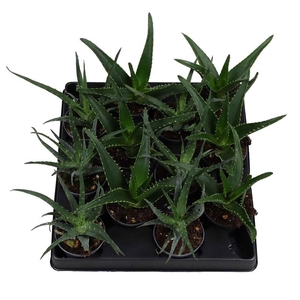 ALOE MIX P6 MIX