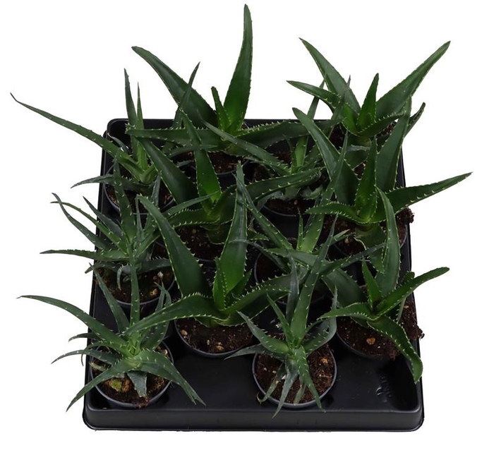 <h4>ALOE MIX P6 MIX</h4>