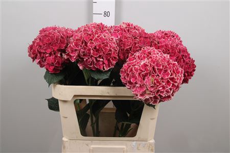<h4>Hydr M Mag Ruby Glow</h4>