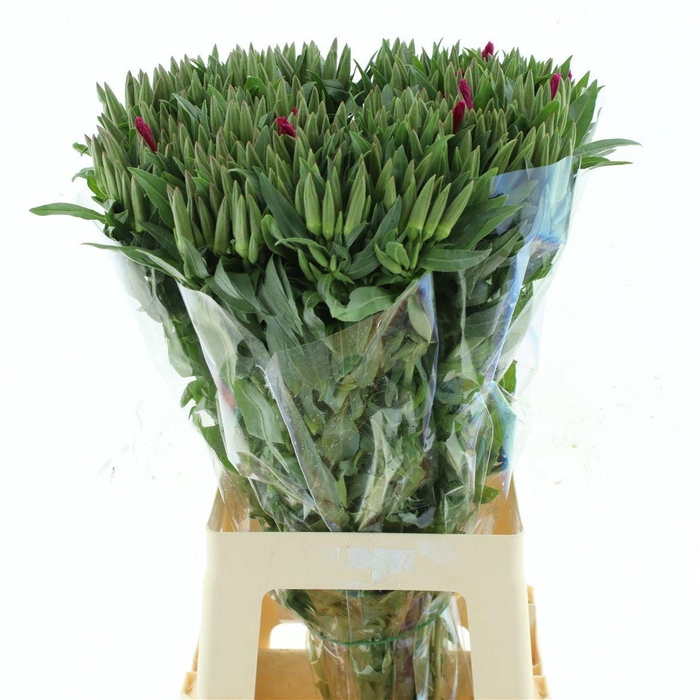 <h4>CLARKIA AM GR RED</h4>