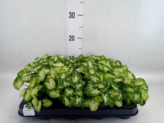 <h4>Syngonium  'Pixie'</h4>