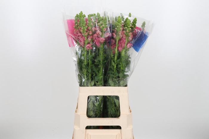 <h4>Antir Maryland Pink</h4>