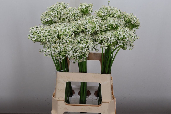 <h4>Allium Nigrum</h4>