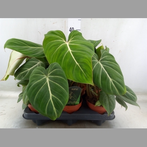 Philodendron gloriosum
