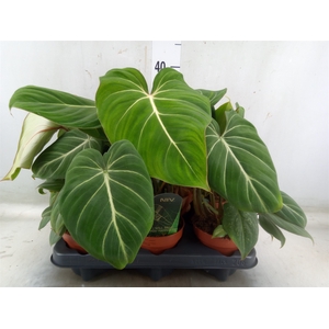 Philodendron gloriosum