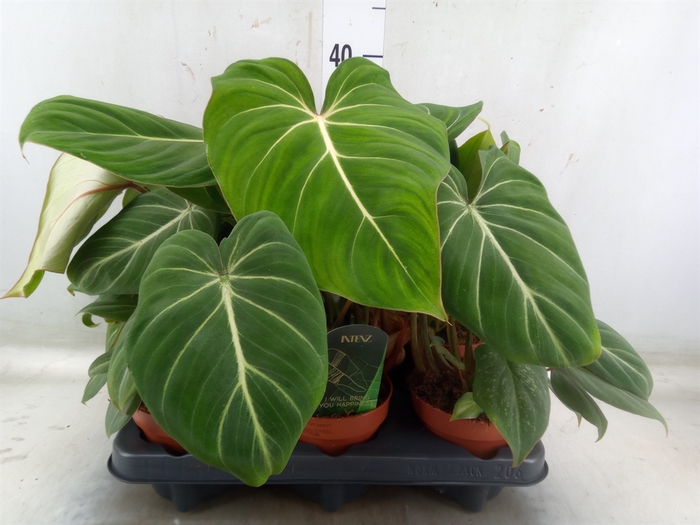 <h4>Philodendron gloriosum</h4>
