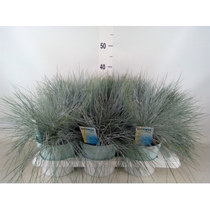 Festuca glauca 'Intens Blue'