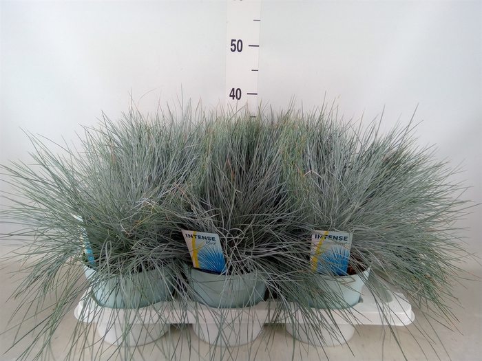 <h4>Festuca glauca 'Intens Blue'</h4>