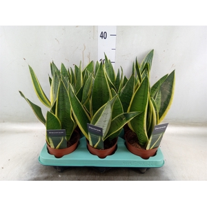 Sansevieria trifa.   ...