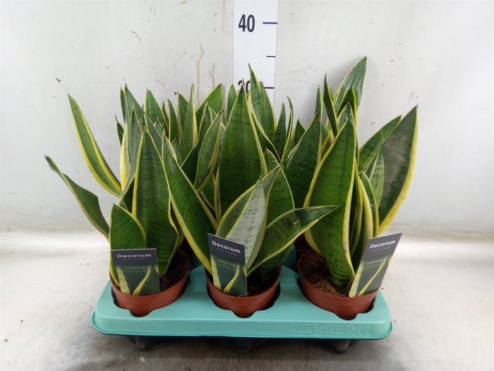 <h4>Sansevieria trifa.   ...</h4>
