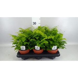 Adiantum raddi. 'Fritz-Luthi'