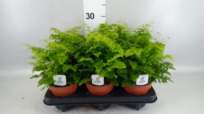 <h4>Adiantum raddi. 'Fritz-Luthi'</h4>