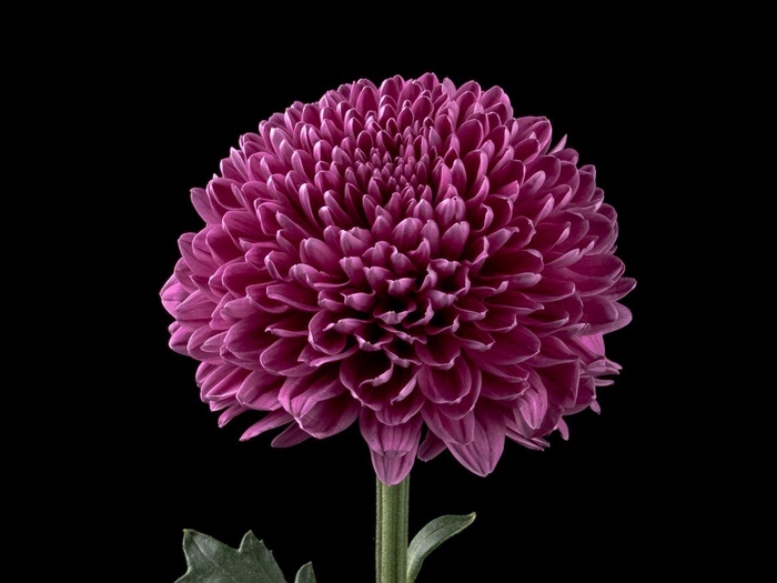 <h4>Chrys Gustav</h4>