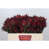 Leucadendron Blush Spray