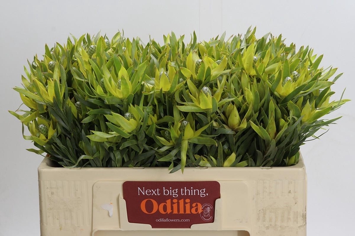 Leucadendron Pisa Spray