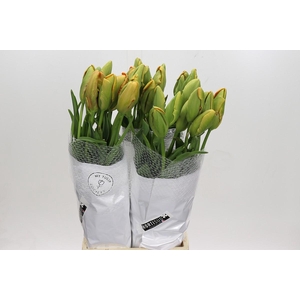 Tulipa (Frans) pa Avignon Parrot