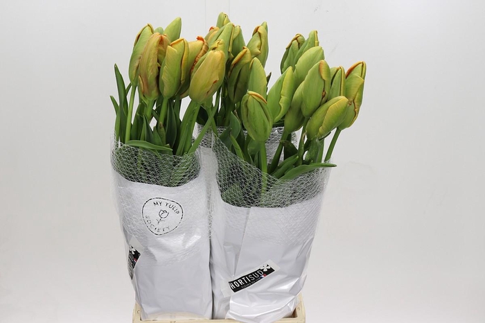 <h4>Tulipa pa Avignon Parrot</h4>