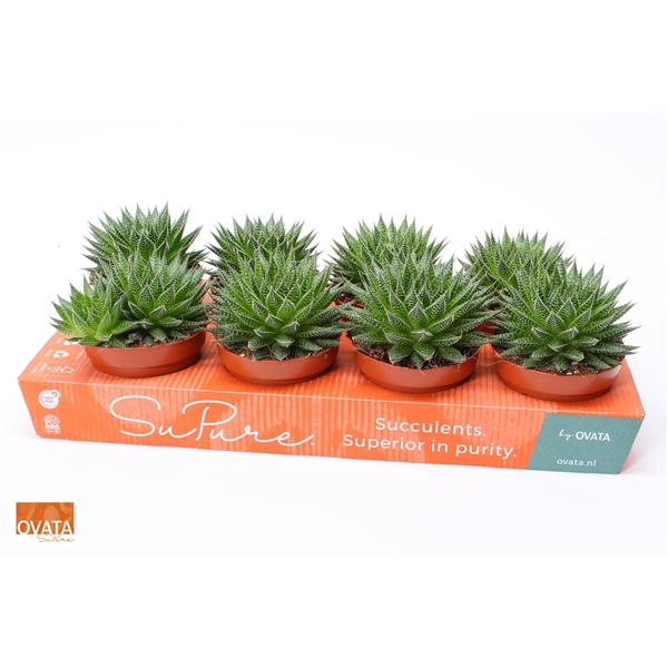 <h4>Aloe aristata Magic</h4>
