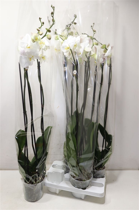 <h4>Phal Ov Wit</h4>