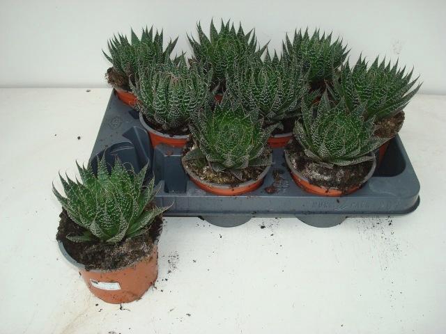 <h4>ALOE ARISTATA</h4>