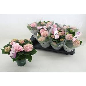 HYDR M MAG REVOLUTIO