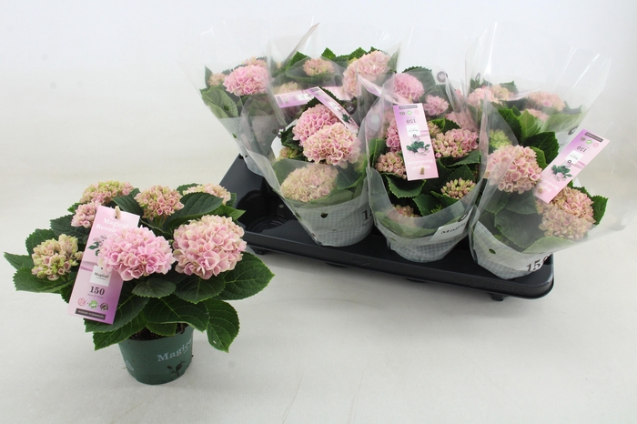 <h4>HYDR M MAG REVOLUTIO</h4>