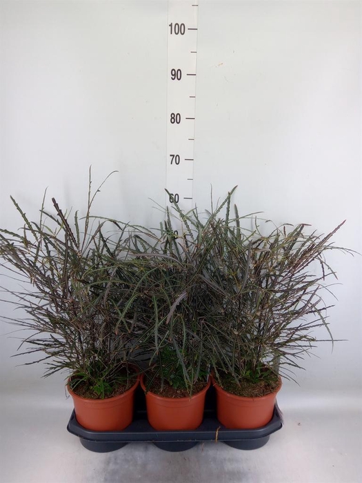 <h4>Dizygotheca eleg.</h4>