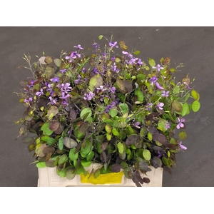 LUNARIA ANN PAARSE P