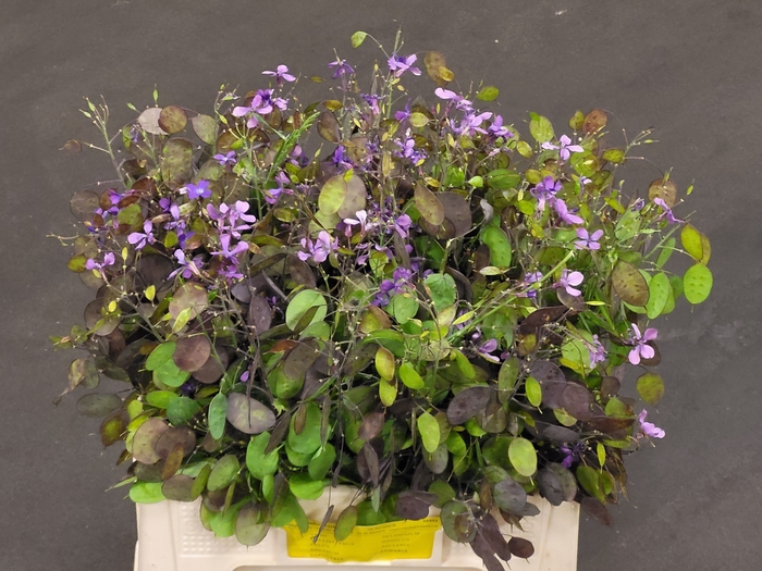<h4>LUNARIA ANN PAARSE P</h4>