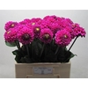 Dahlia Purple Fox