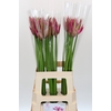 Nerine Roussy