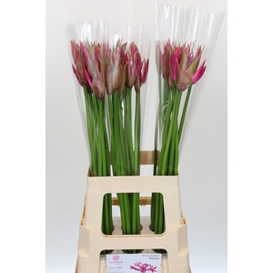 Nerine Roussy