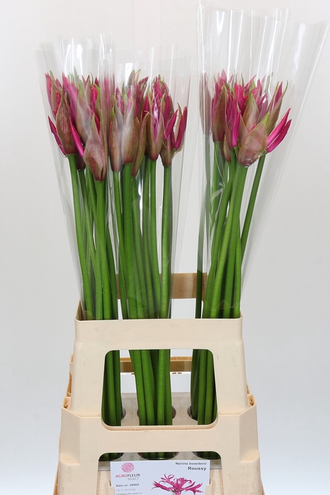 Nerine Roussy