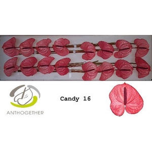 Anthurium andr. 'Candy'