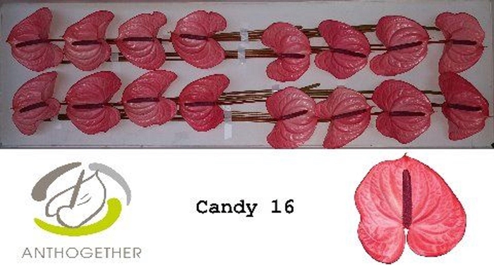 <h4>Anthurium andr. 'Candy'</h4>