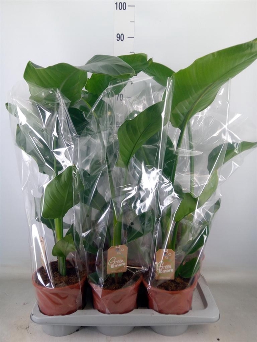 <h4>Strelitzia nicolai</h4>