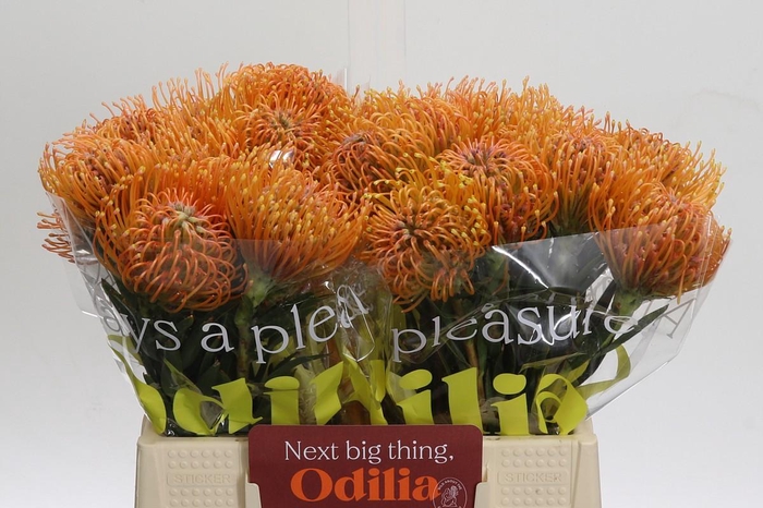 <h4>Nutans Ayoba Peach</h4>