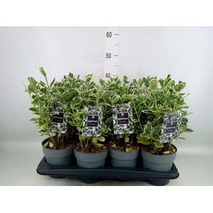 Euonymus japon. 'Kathy'