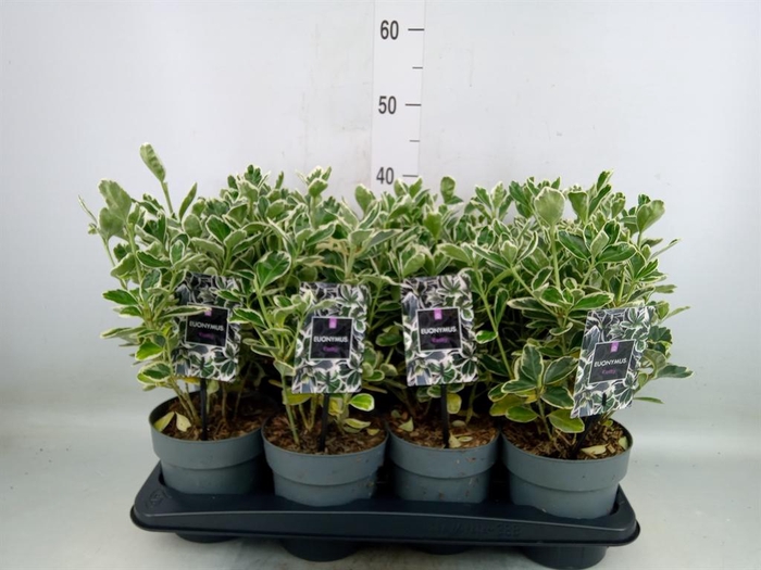 <h4>Euonymus japon. 'Kathy'</h4>