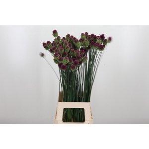 Allium Sphaerocephal (kogel)