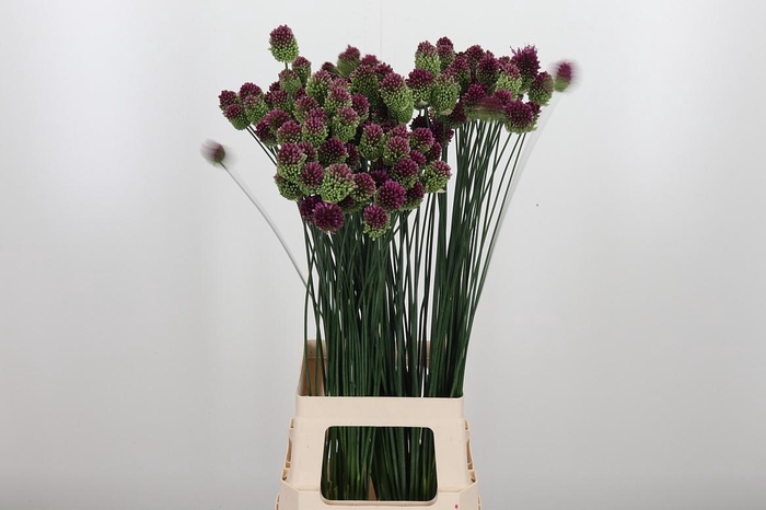 <h4>Allium Sphaerocephal (kogel)</h4>