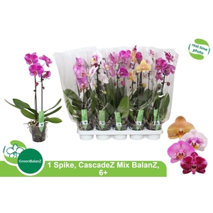 PHAL EL CASCADE