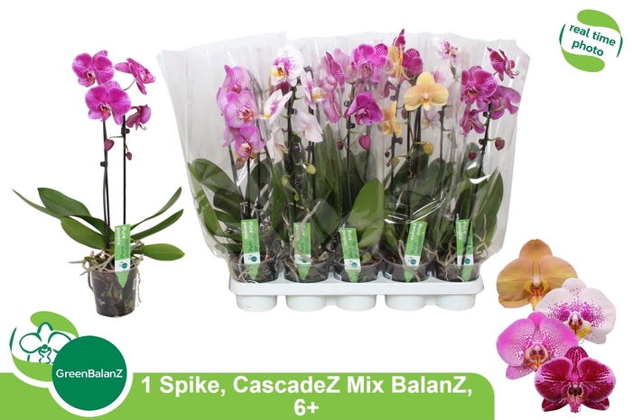<h4>PHAL EL CASCADE</h4>