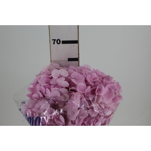HORTENSIA FORCE 060 CM ROSA