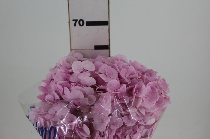 <h4>HORTENSIA FORCE 060 CM ROSA</h4>
