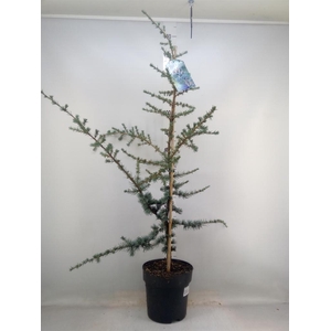 Cedrus libani 'Glauca'