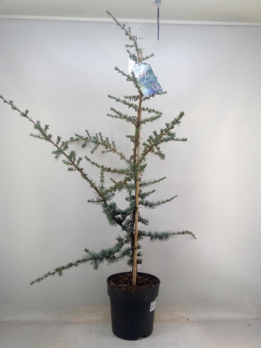 <h4>Cedrus libani 'Glauca'</h4>