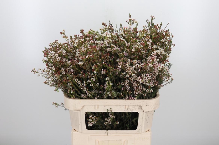 <h4>Chame Blondie</h4>