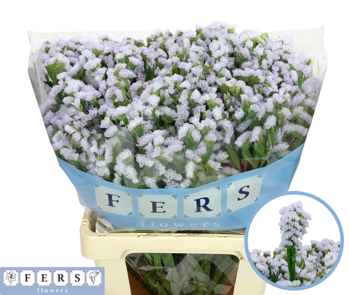 <h4>LIM S SILKY WINGS</h4>