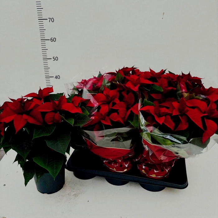 <h4>EUPHOR P CHR F RED</h4>